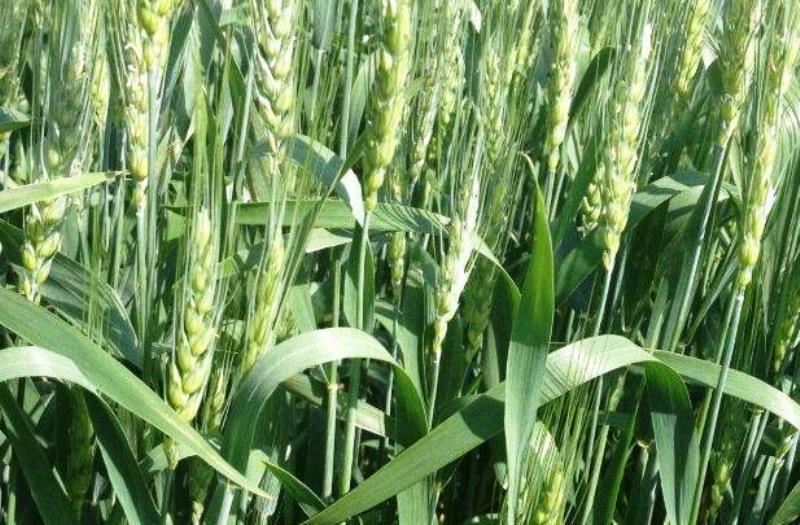 wheat