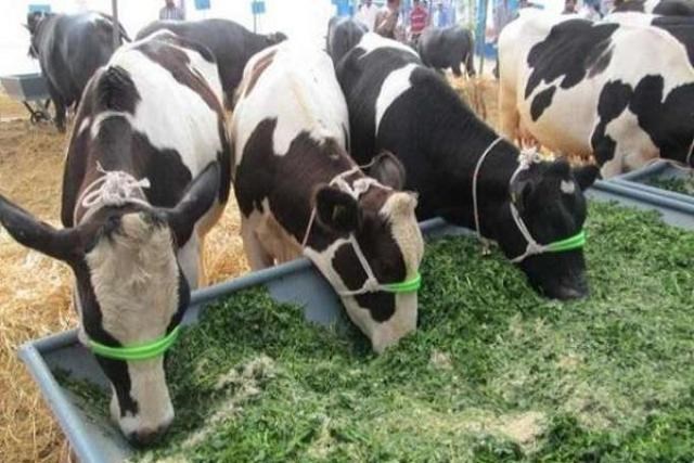 cattle credit