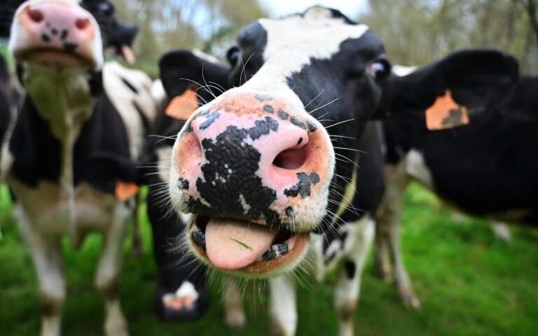 cow