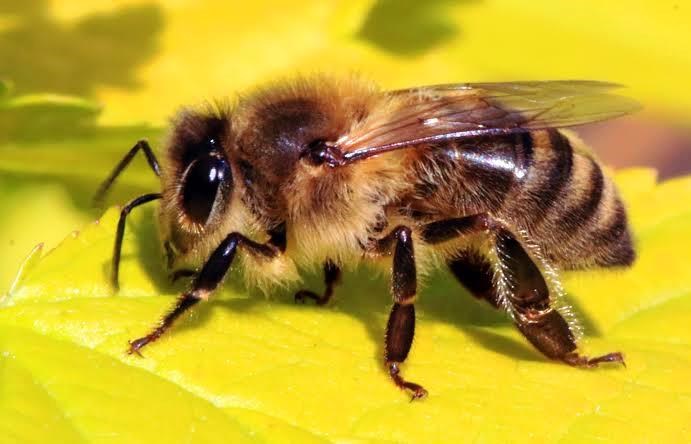 bee keeping