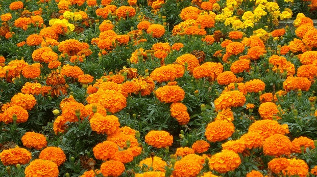 plant disease