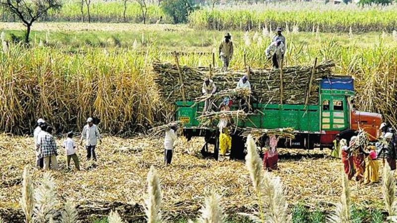 ganna farmers