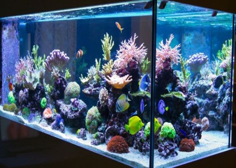 Fisheries in the Aquarium