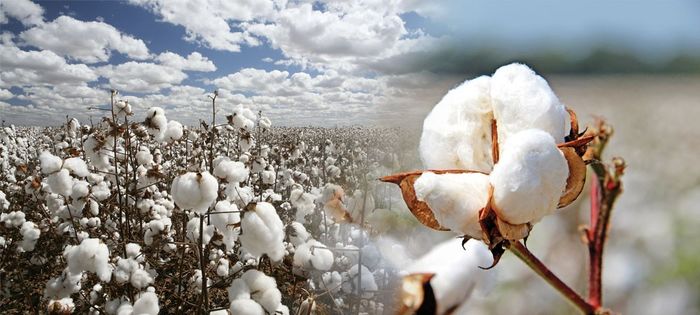 Use of cotton