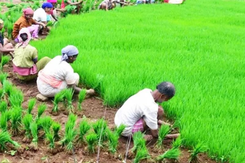 Good news for share croppers