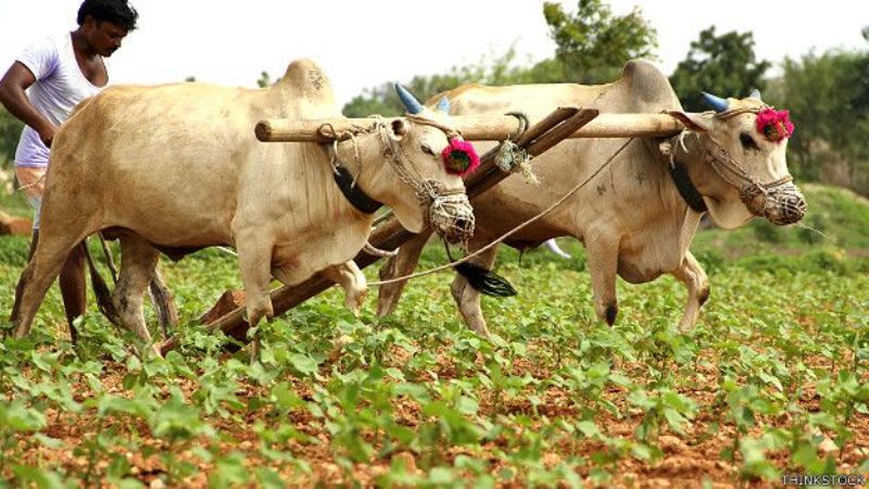 Chief Minister Farmer Accident Welfare Scheme