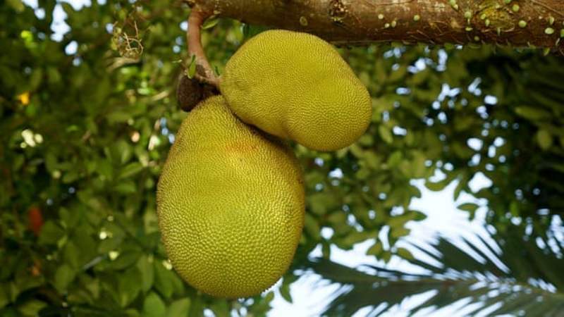 Jackfruit farming