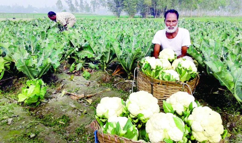 Vegetable production