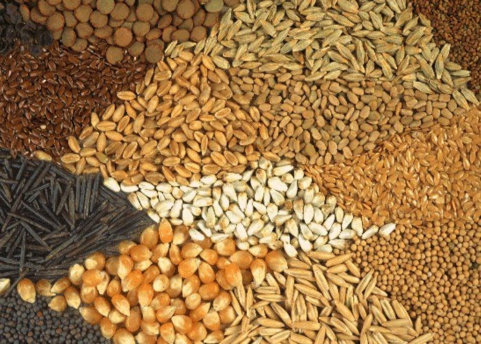 seeds
