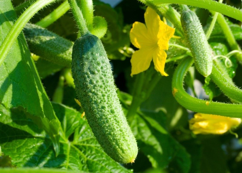 agriculture
