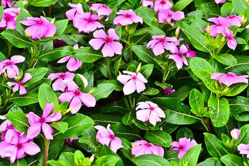Floriculture in February March