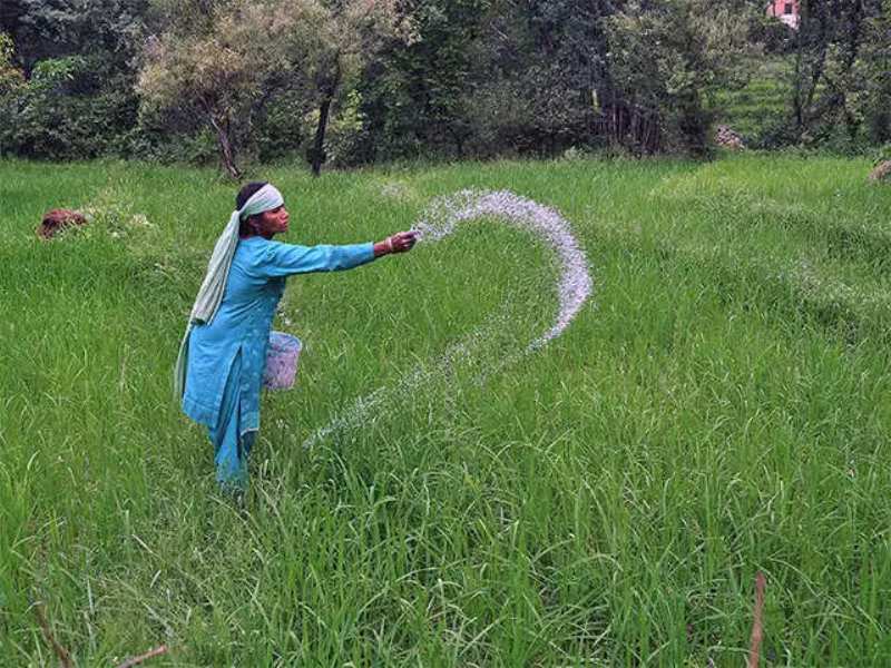 Fertilizer subsidy