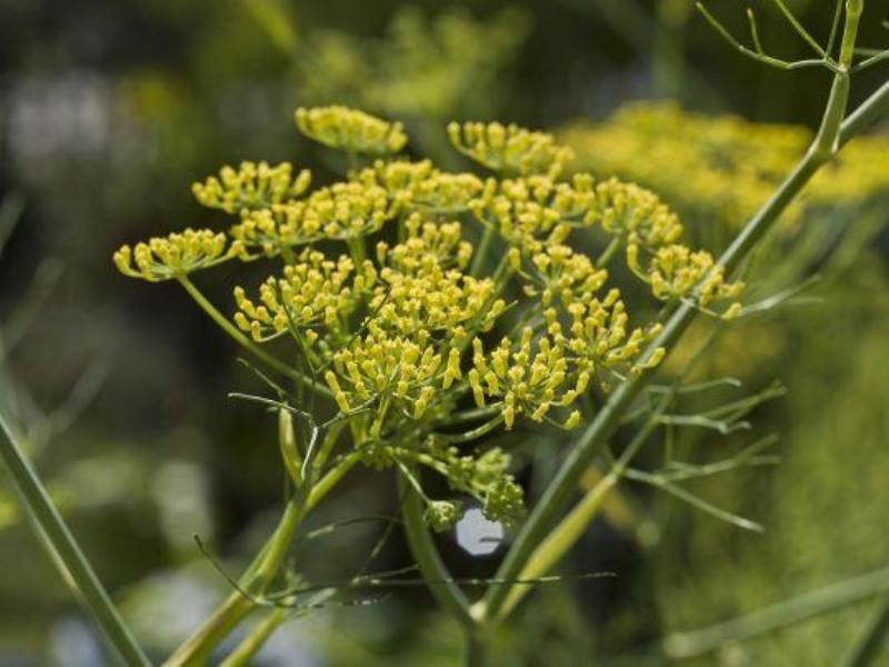 asafoetida cultivation in hilly region