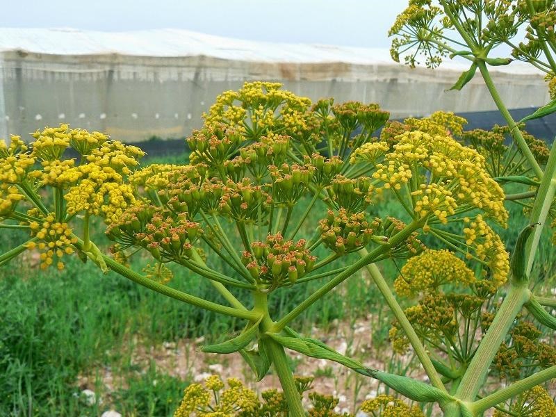 Asafoetida cultivation in India
