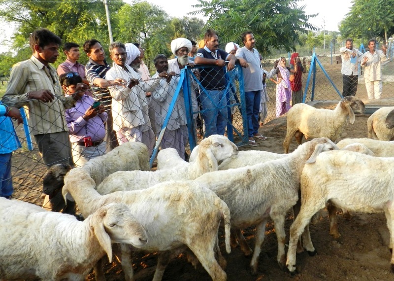Sheep rearing