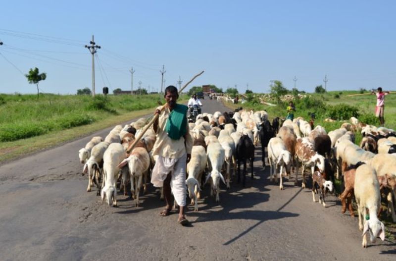 Animal husbandry