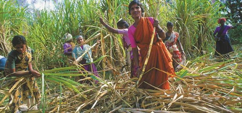 Spring Sugarcane Sowing