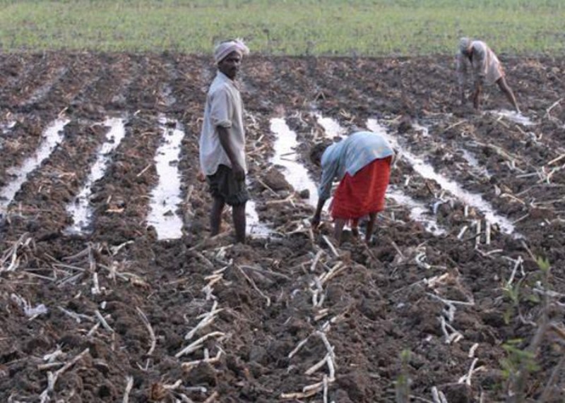 Sugarcane sowing in February