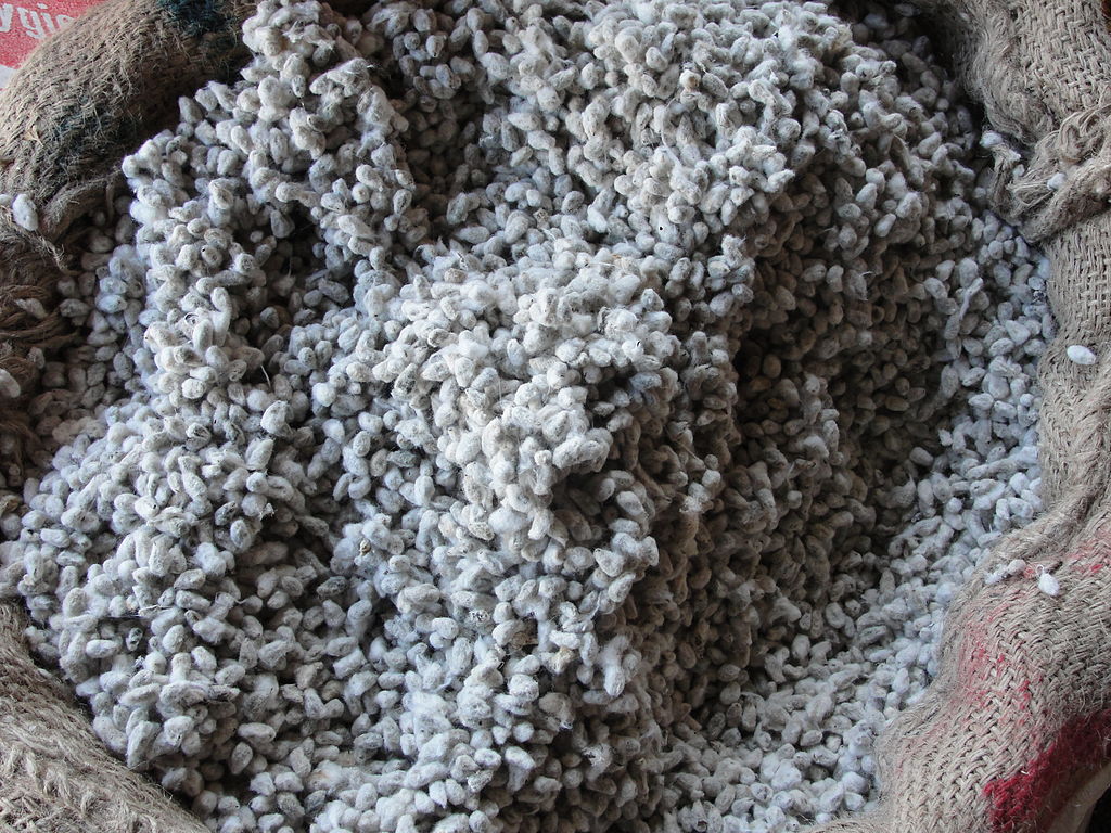 Cotton seeds