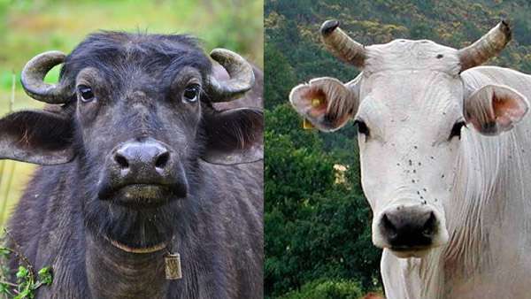 breeds of buffalos