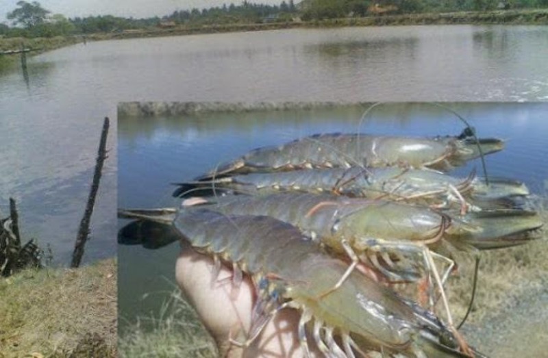 Shrimp farming