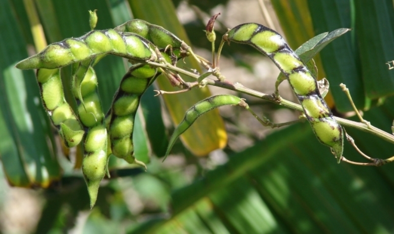 pigeonpea cultivation