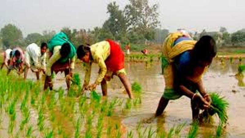 Central government budget
