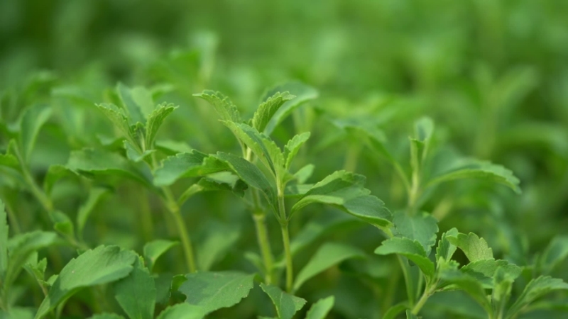 stevia plant