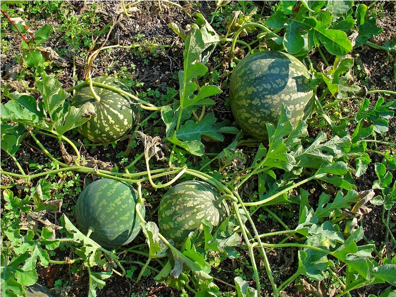 tarbuj ki Kheti
