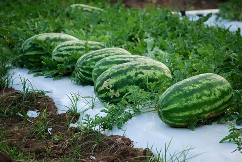 farming of watermelon