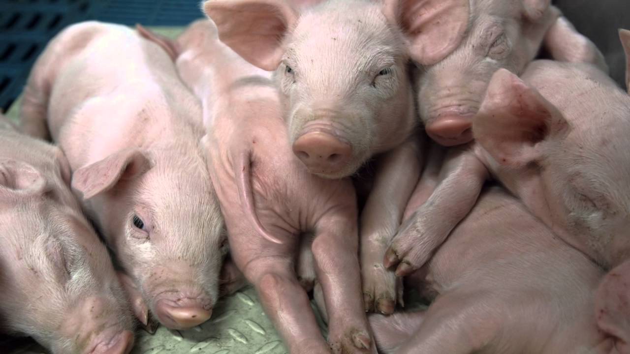 pig