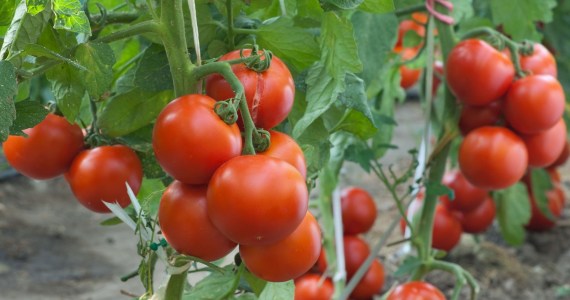 tomato