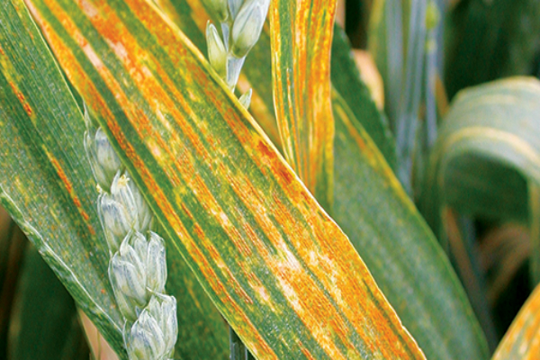 yellow rust