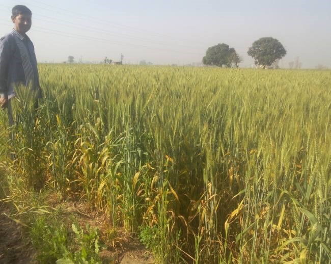 yellow rust
