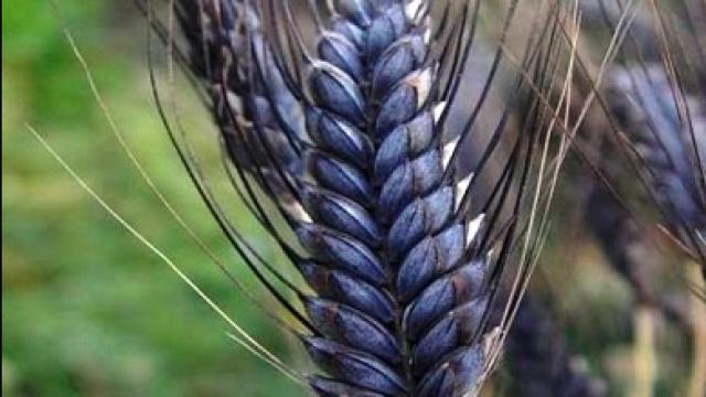 black wheat