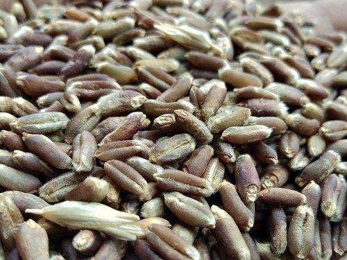 wheat