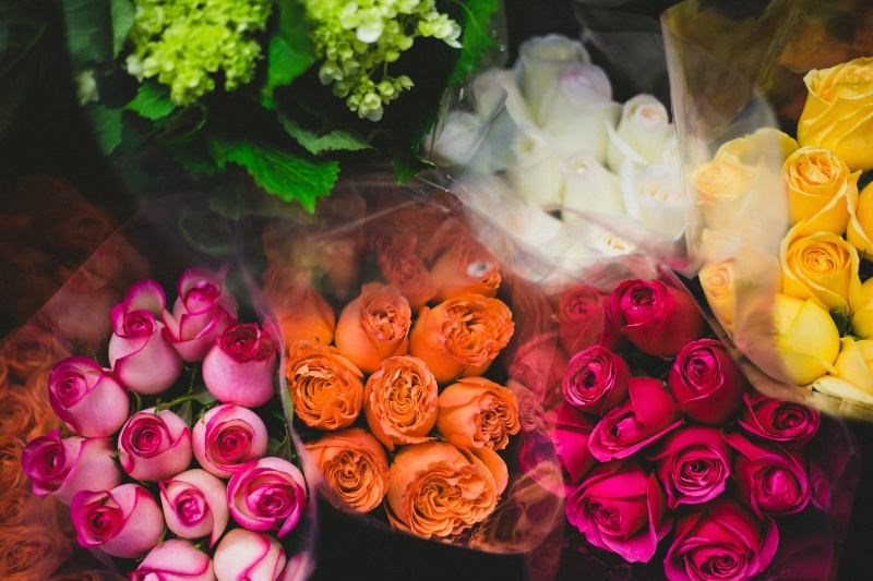 rose day 2020