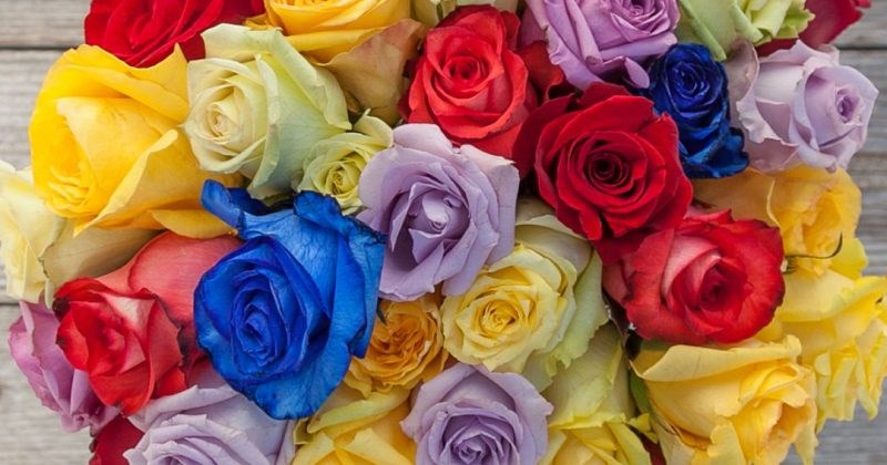 Happy Rose Day