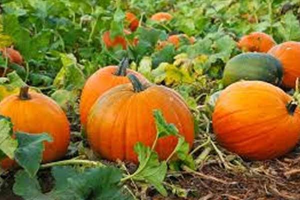 Pumpkin