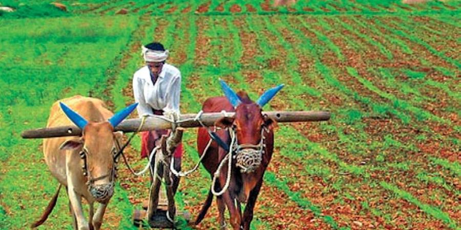 farmer