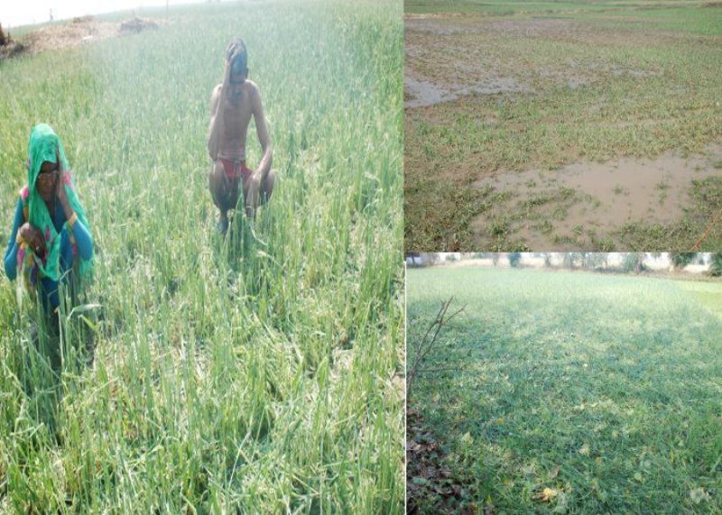 Crop insurance