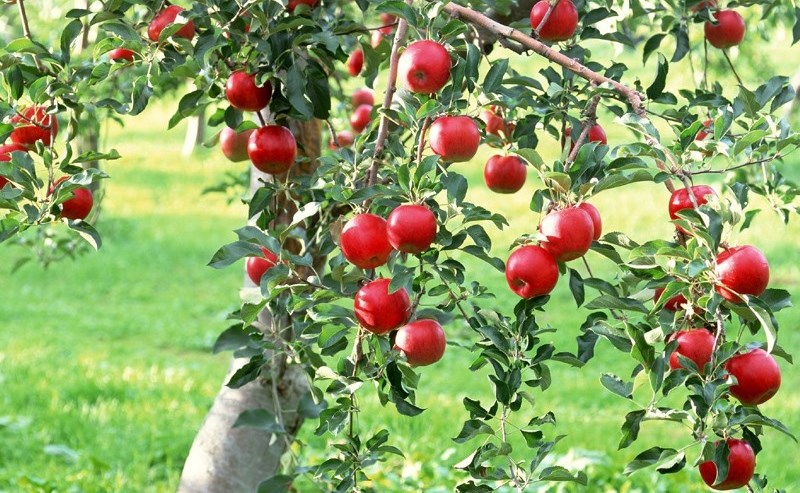 Apple cultivation