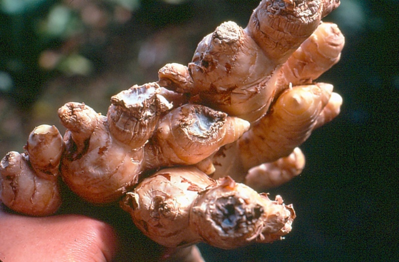 Ginger