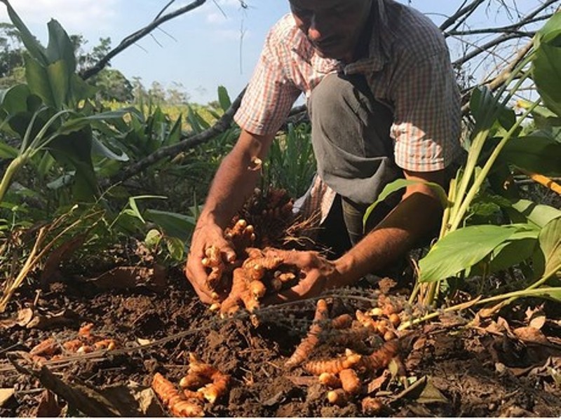 Ginger farming