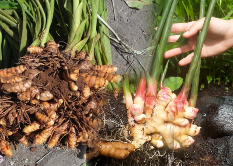 Disease and Pest prevention in ginger