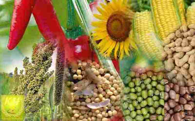 Kharif crop