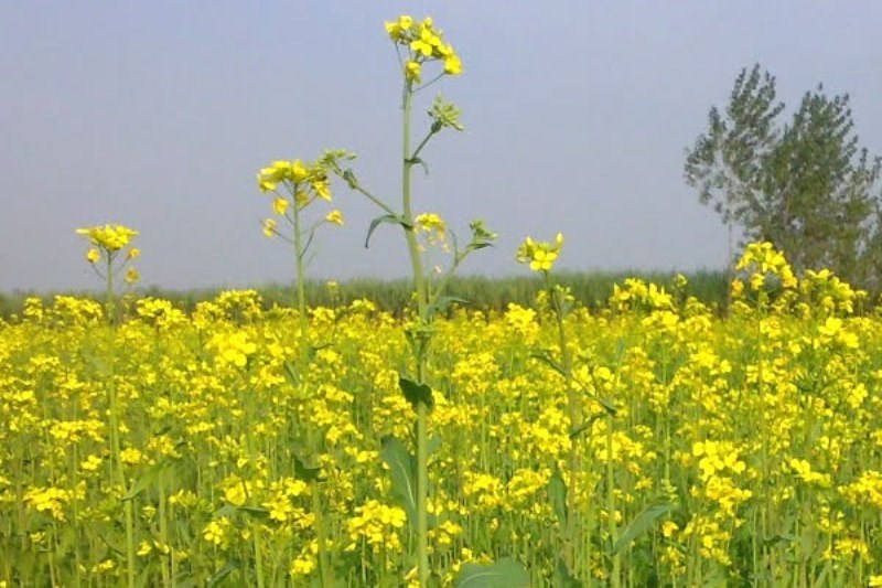 सरस क ख त फसल म यह र ग लगन स त ज स झड रह फ ल