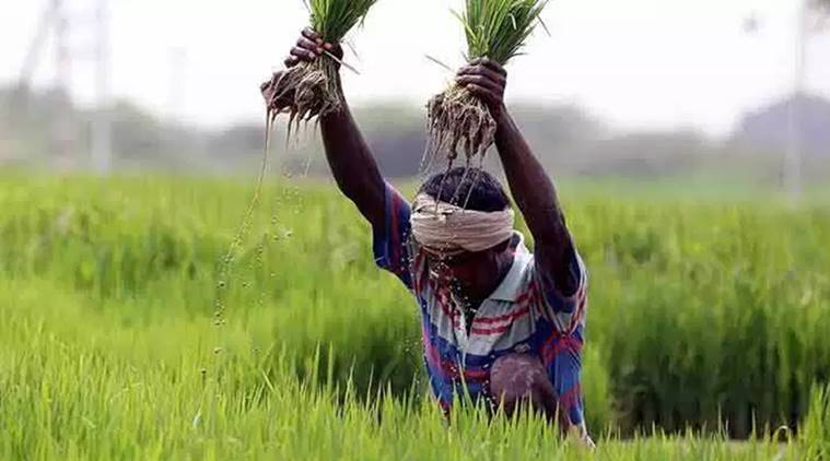farmer