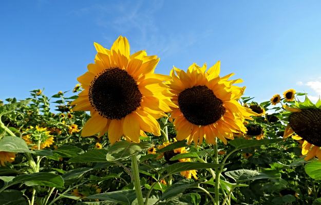 sunflower
