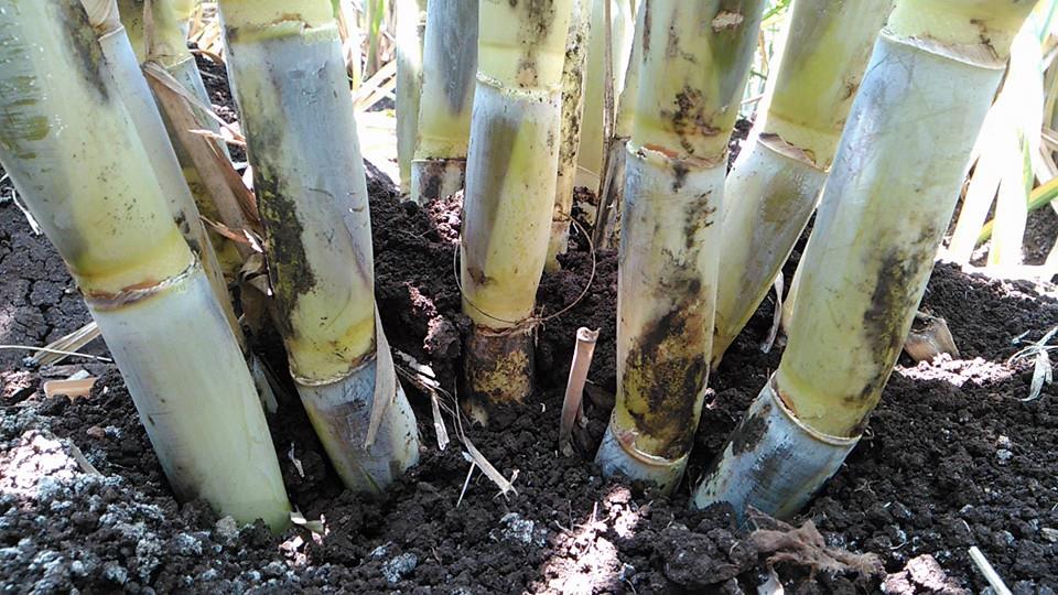 sugarcane